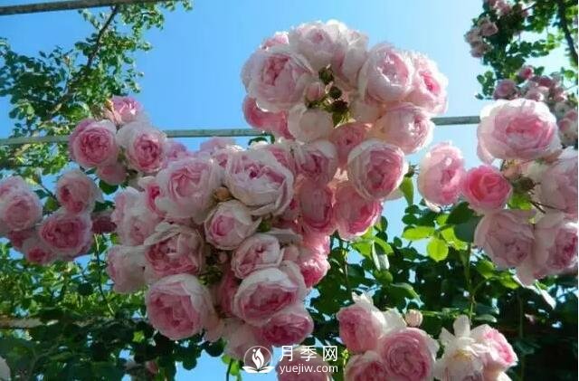 藤本月季如何選？這些經(jīng)典品種隨便一棵美爆你的花園(圖10)