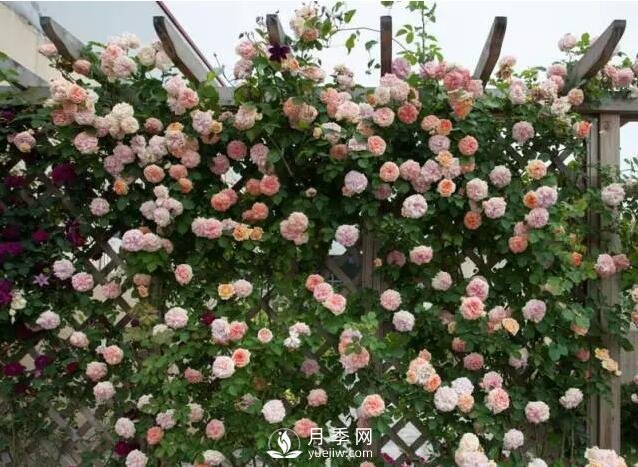 藤本月季如何選？這些經(jīng)典品種隨便一棵美爆你的花園(圖5)