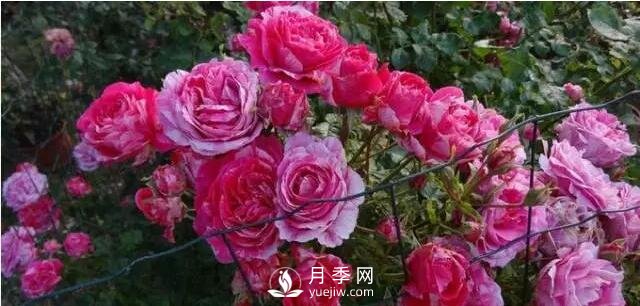 藤本月季如何選？這些經(jīng)典品種隨便一棵美爆你的花園(圖6)