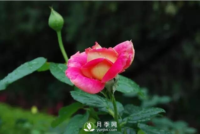 藤本月季如何選？這些經(jīng)典品種隨便一棵美爆你的花園(圖2)