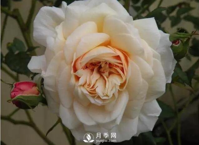藤本月季如何選？這些經(jīng)典品種隨便一棵美爆你的花園(圖9)