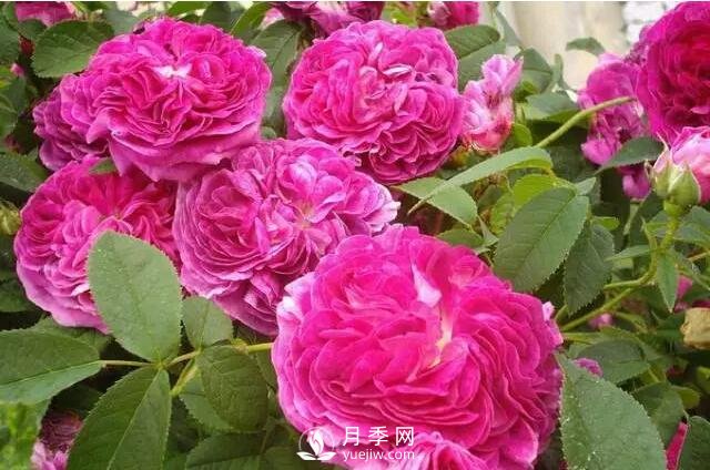 藤本月季如何選？這些經(jīng)典品種隨便一棵美爆你的花園(圖7)