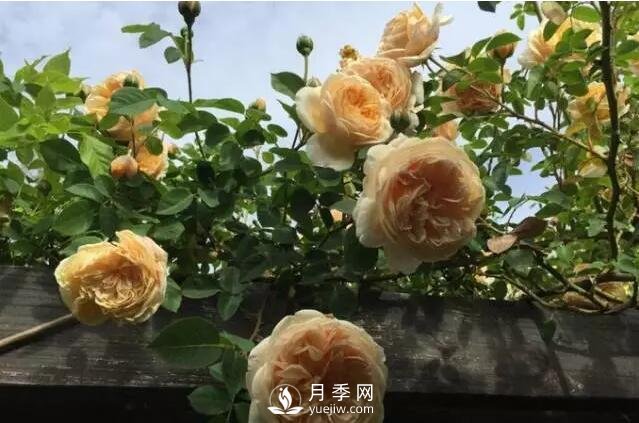 藤本月季如何選？這些經(jīng)典品種隨便一棵美爆你的花園(圖8)