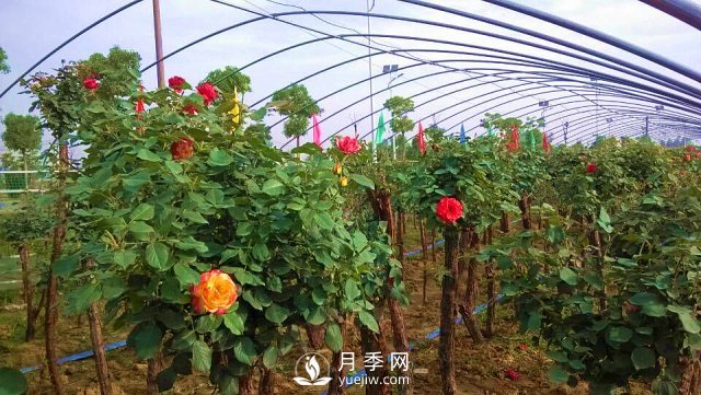 南陽樹狀月季的培育方法，月季扦插方法介紹(圖2)