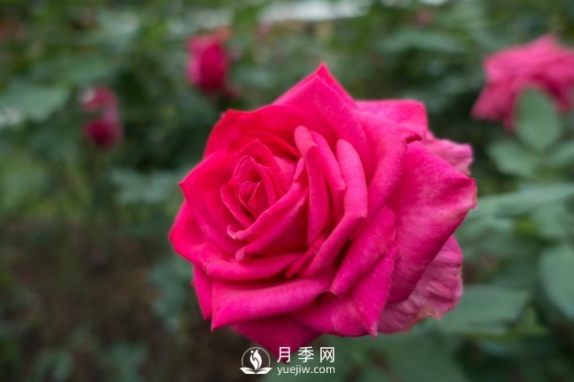 春天養(yǎng)月季，杜絕病蟲(chóng)害！做好這幾點(diǎn)對(duì)后期生長(zhǎng)有利(圖1)