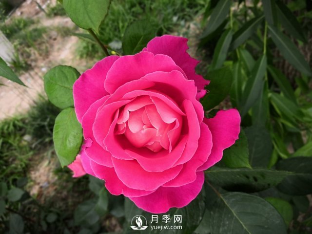 春天養(yǎng)月季，杜絕病蟲(chóng)害！做好這幾點(diǎn)對(duì)后期生長(zhǎng)有利(圖2)