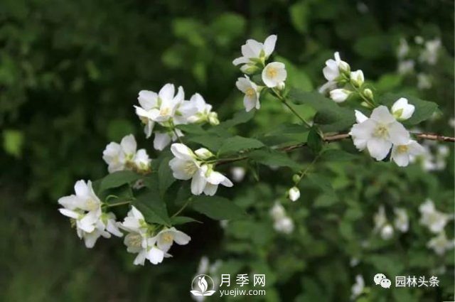 發(fā)展鄉(xiāng)土特色花灌木，這10種是潛力股(圖3)