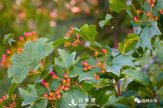 發(fā)展鄉(xiāng)土特色花灌木，這10種是潛力股(圖2)