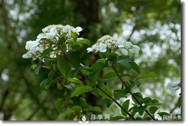 發(fā)展鄉(xiāng)土特色花灌木，這10種是潛力股(圖1)