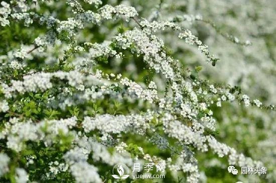 發(fā)展鄉(xiāng)土特色花灌木，這10種是潛力股(圖7)