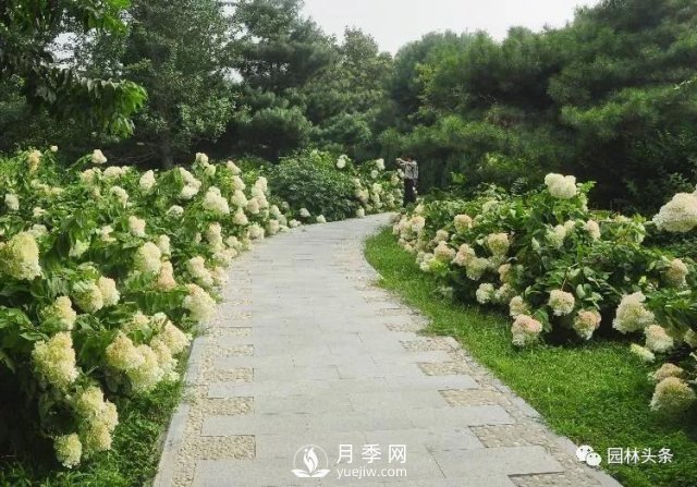 發(fā)展鄉(xiāng)土特色花灌木，這10種是潛力股(圖5)