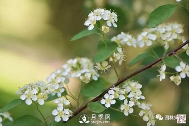 發(fā)展鄉(xiāng)土特色花灌木，這10種是潛力股(圖10)