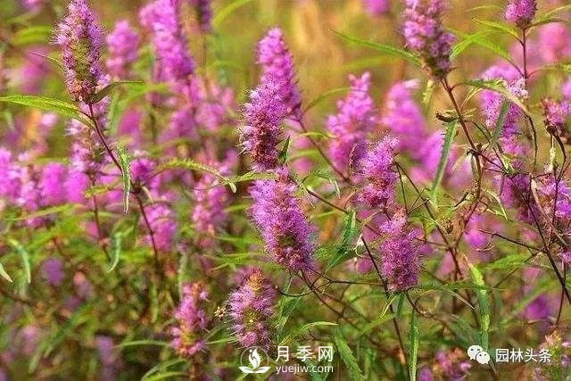 發(fā)展鄉(xiāng)土特色花灌木，這10種是潛力股(圖6)