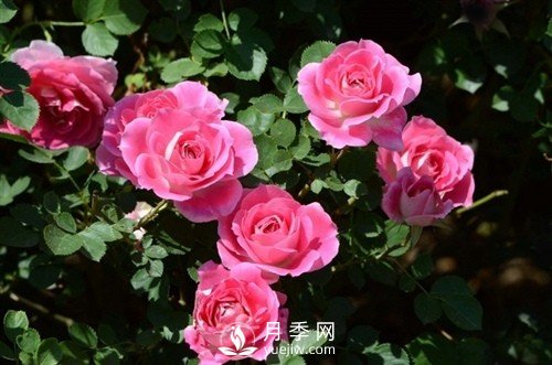 月季唯美語(yǔ)錄 關(guān)于月季的15個(gè)唯美句子(圖1)
