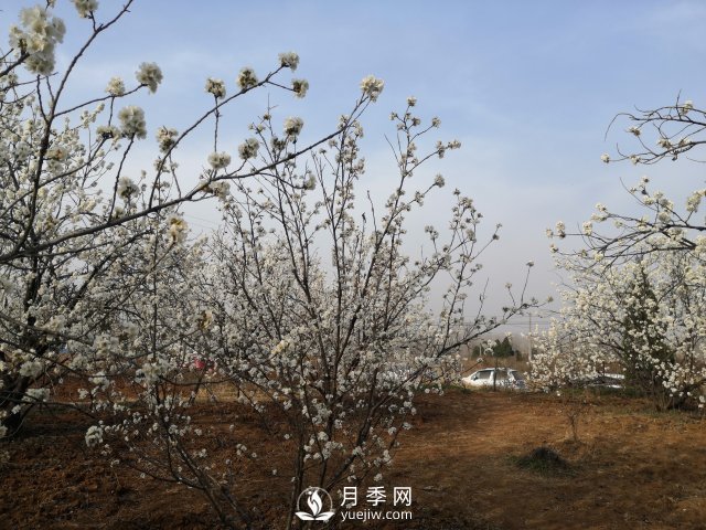 南陽鎮(zhèn)平：萬畝櫻花競(jìng)相綻放(圖1)