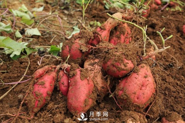紅薯在我國種了幾百年，但紅薯原產(chǎn)地并不在中國(圖1)