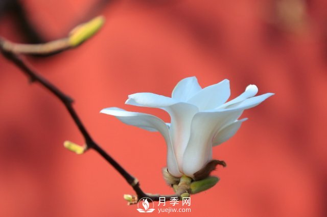 庭院種植玉蘭，解決4個問題香滿庭院(圖3)