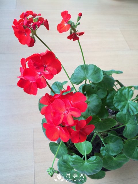 適合養(yǎng)殖在南陽臺上的花卉植物(圖7)