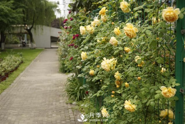 真的！懶人也能種好月季花(圖2)