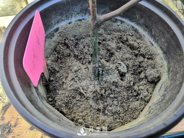 真的！懶人也能種好月季花(圖5)