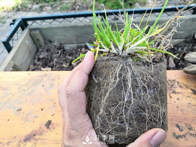 真的！懶人也能種好月季花(圖4)