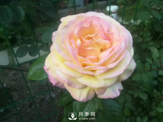 真的！懶人也能種好月季花(圖1)