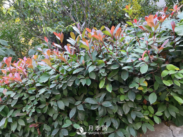 紅葉石楠養(yǎng)護，防治病蟲害是關鍵(圖1)