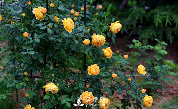想要盆栽月季開(kāi)花，這四個(gè)條件一定要滿足(圖1)
