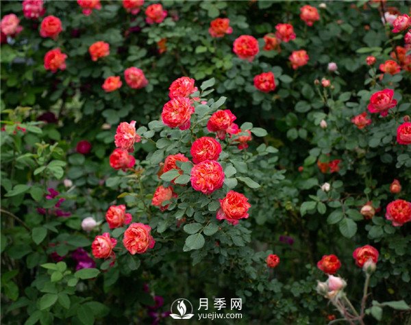 月季網(wǎng)推薦9個花園藤本月季品種！(圖4)