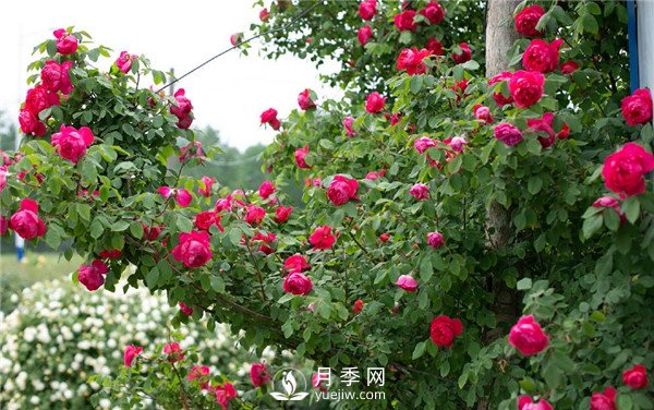 月季網(wǎng)推薦9個花園藤本月季品種！(圖6)