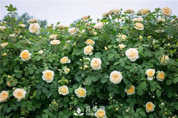 月季網(wǎng)推薦9個花園藤本月季品種！(圖8)