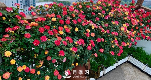 月季網(wǎng)推薦9個花園藤本月季品種！(圖5)