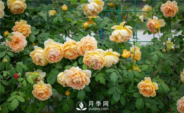 月季網(wǎng)推薦9個花園藤本月季品種！(圖3)