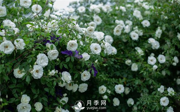 月季網(wǎng)推薦9個花園藤本月季品種！(圖1)