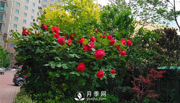 月季在小區(qū)內(nèi)打造景觀，真的太美了太高檔了！(圖5)