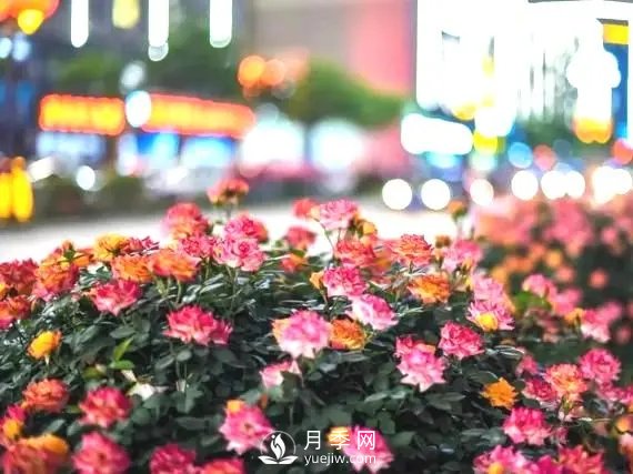 月季在小區(qū)內(nèi)打造景觀，真的太美了太高檔了！(圖1)