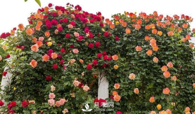 推薦5種多刺月季品種，院子周圍栽種做籬笆，扎哭小偷(圖1)