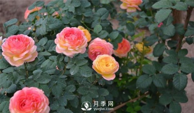 推薦5種多刺月季品種，院子周圍栽種做籬笆，扎哭小偷(圖2)