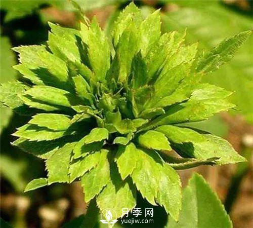 你見過綠色的月季花嗎？介紹下綠萼月季(圖3)