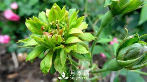 你見過綠色的月季花嗎？介紹下綠萼月季(圖2)