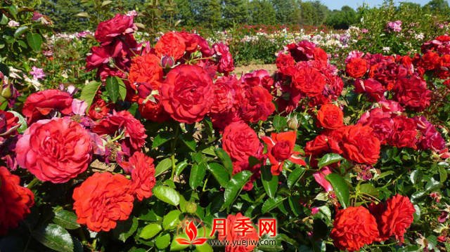 紅色龍沙寶石簡(jiǎn)稱紅龍 你知道咋養(yǎng)嗎？(圖1)
