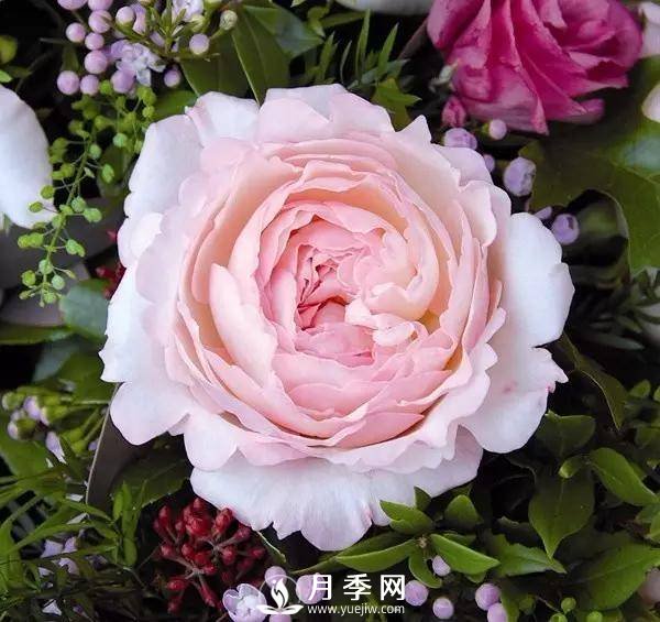 月季的美艷 怎一個美字來形容呢？(圖1)