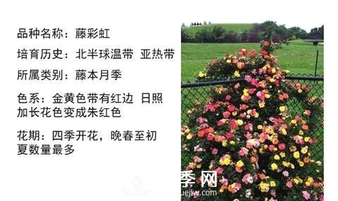 藤本月季經(jīng)典品種介紹，每一款都很美(圖12)