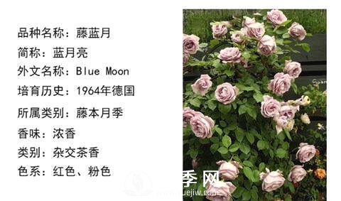 藤本月季經(jīng)典品種介紹，每一款都很美(圖11)
