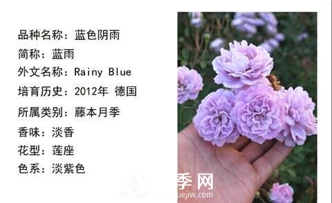藤本月季經(jīng)典品種介紹，每一款都很美(圖3)