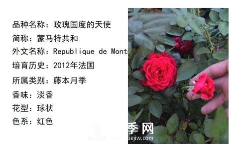 藤本月季經(jīng)典品種介紹，每一款都很美(圖13)