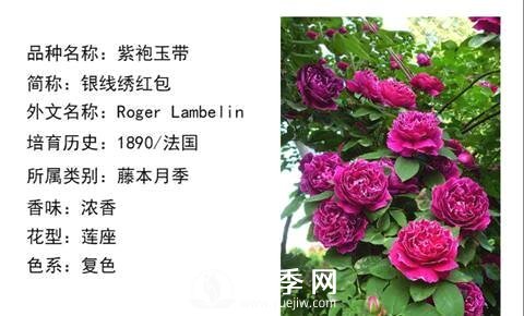 藤本月季經(jīng)典品種介紹，每一款都很美(圖5)
