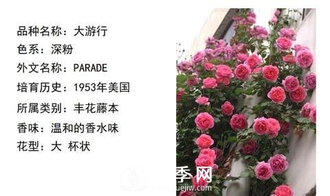 藤本月季經(jīng)典品種介紹，每一款都很美(圖1)