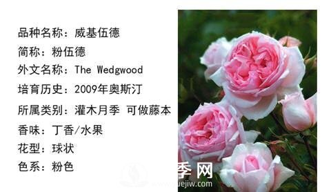 藤本月季經(jīng)典品種介紹，每一款都很美(圖9)