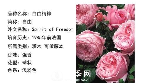 藤本月季經(jīng)典品種介紹，每一款都很美(圖4)